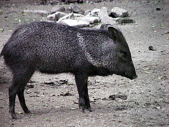 NUEVA2.jpg (289856 bytes)