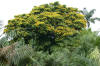 Bulnesia_arboreaHa.jpg (188872 bytes)