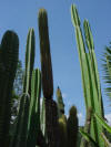 CardonAzul1.jpg (62687 bytes)
