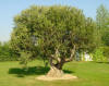 olivo-420x333.jpg (60456 bytes)