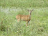 venado caramerudo.JPG (259226 bytes)