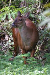 venado matacan.jpg (27997 bytes)