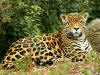 jaguar.jpg (90732 bytes)