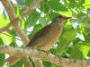 paraulata.jpg (163784 bytes)