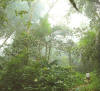 yacambu1.jpg (983397 bytes)